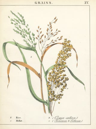Item nr. 158653 Rice and Millet. Instructive Picture Book. Robert Stark