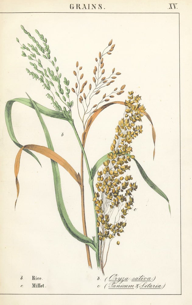 Item nr. 158653 Rice and Millet. Instructive Picture Book. Robert Stark.