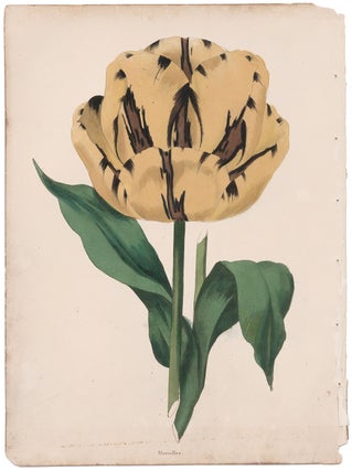 Item nr. 158658 Marcellus Tulip. The Florist's Museum. Frederick W. Smith