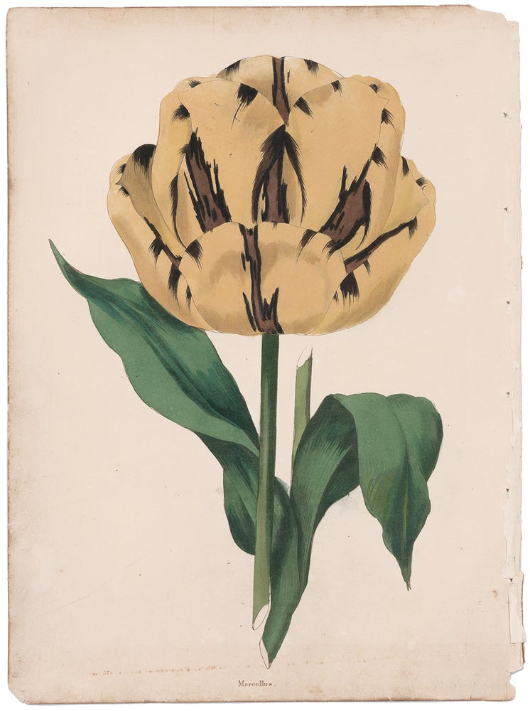 Item nr. 158658 Marcellus Tulip. The Florist's Museum. Frederick W. Smith.