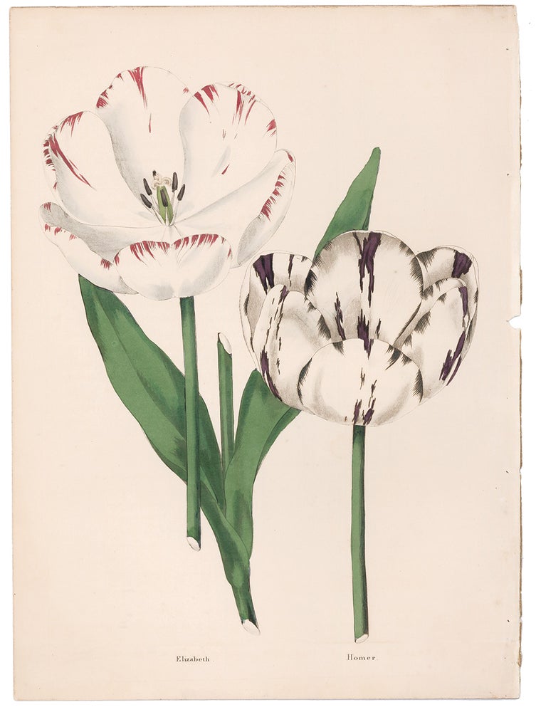 Item nr. 158662 Elizabeth and Homer Tulips. The Florist's Museum. Frederick W. Smith.