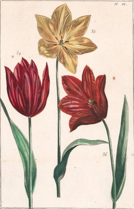 Item nr. 158688 Pl. XI: Tulips. Histoire Generale des Insectes de Surinam et de Toute L'Europe....