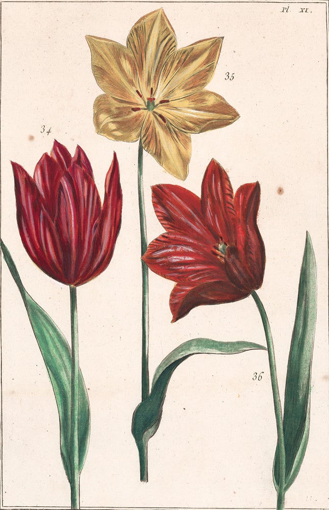 Item nr. 158688 Pl. XI: Tulips. Histoire Generale des Insectes de Surinam et de Toute L'Europe. Maria Sibylla Merian.