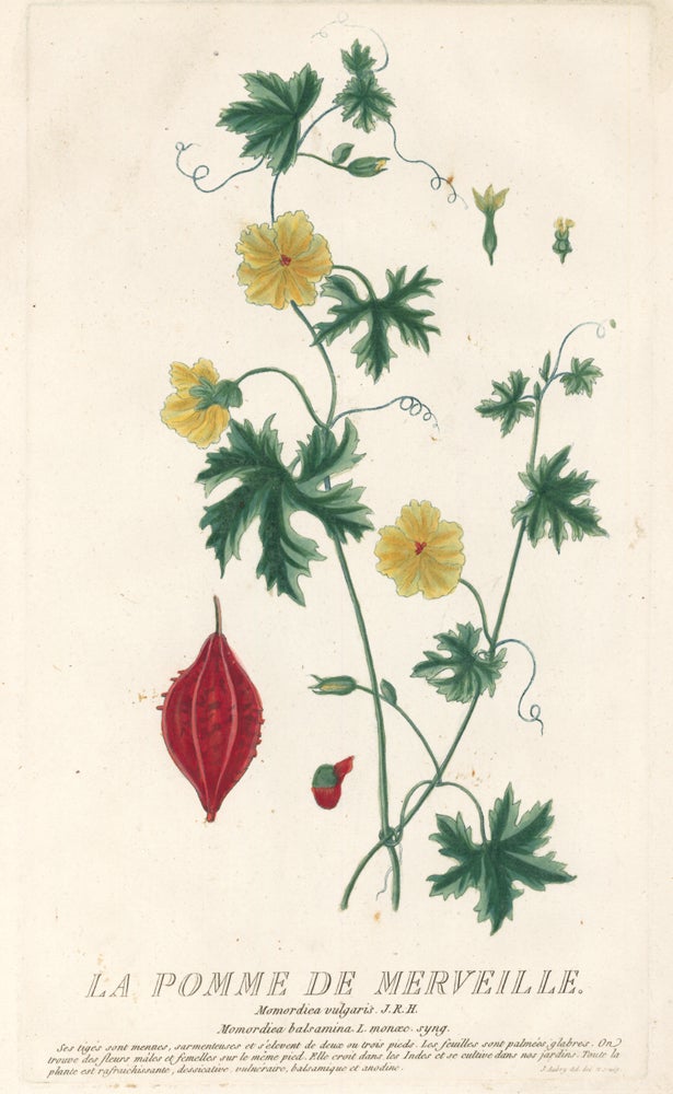 Item nr. 158727 La Pomme de Merveille. Icones Plantarum Syriae Rariorum. Jean Aubry.