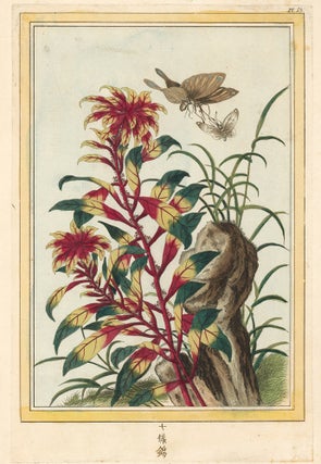 Item nr. 158729 Pl. 53. Collection précieuse et enluminée des fleurs les plus belles et les...