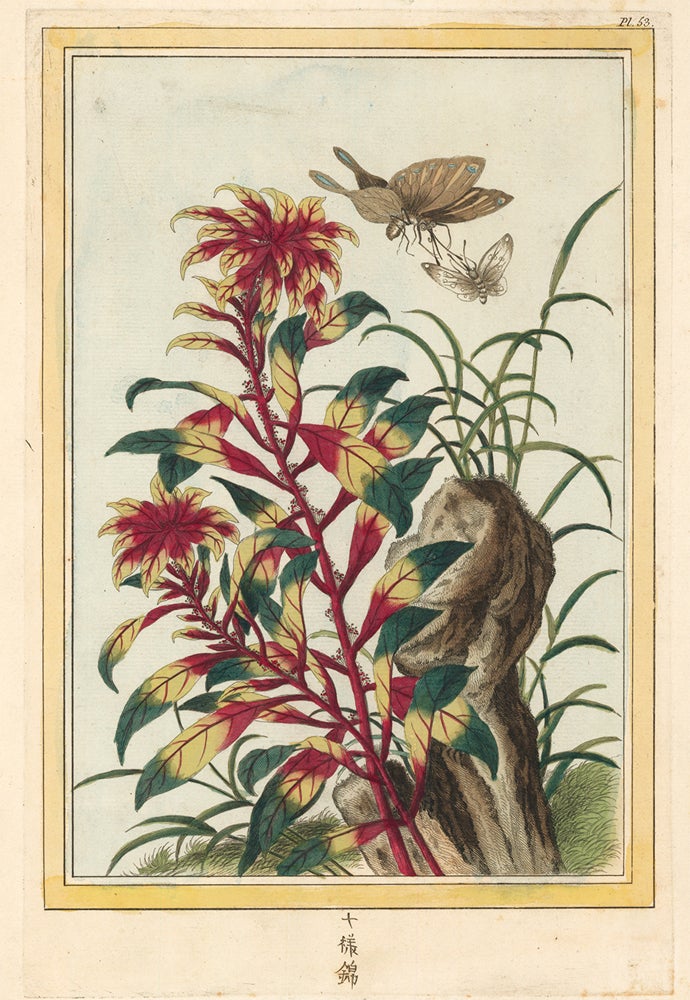 Item nr. 158729 Pl. 53. Collection précieuse et enluminée des fleurs les plus belles et les plus curieuses. Pierre Joseph Buchoz.