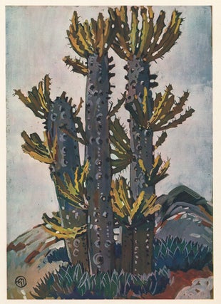 Euphorbe Corne D'Elan. La Plante Exotique.