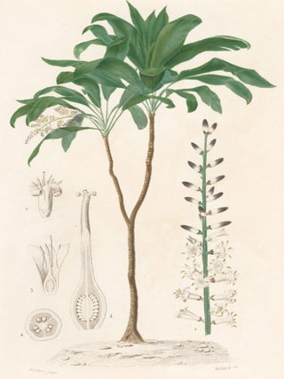 Item nr. 158748 Dragonnier du Bresil. Dictionnaire Universel d'Histoire Naturelle. Charles D'Orbigny