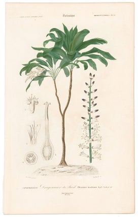 Dragonnier du Bresil. Dictionnaire Universel d'Histoire Naturelle.