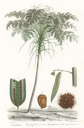Item nr. 158750 Trichopleris. Dictionnaire Universel d'Histoire Naturelle. Charles D'Orbigny
