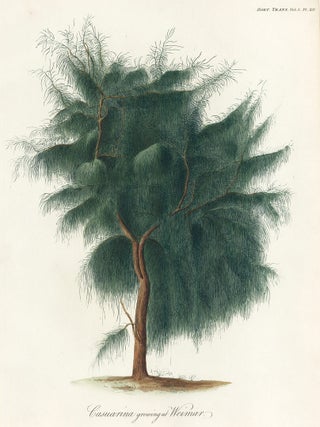 Item nr. 158751 Casuarina growing at Weimar. Royal Horticultural Society