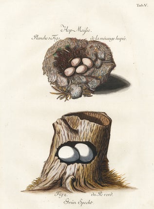 Item nr. 158753 Tab. V. Grün Specht (Green Woodpecker). Adam Ludwig Wirsing