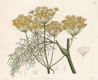 Item nr. 158759 Fennel. Geraniaceae: The Natural Order of Gerania. Robert Sweet
