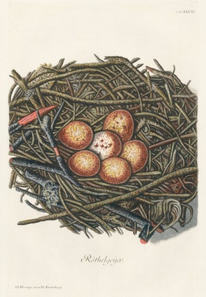 Item nr. 158769 Tab. XLVIII: Rothelgeyer (Red Vulture). Collection de Nids et d'Oeufs. Adam...