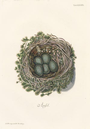 Item nr. 158776 Tab. XXXIX: Amsel (Blackbird). Collection de Nids et d'Oeufs. Adam Ludwig Wirsing