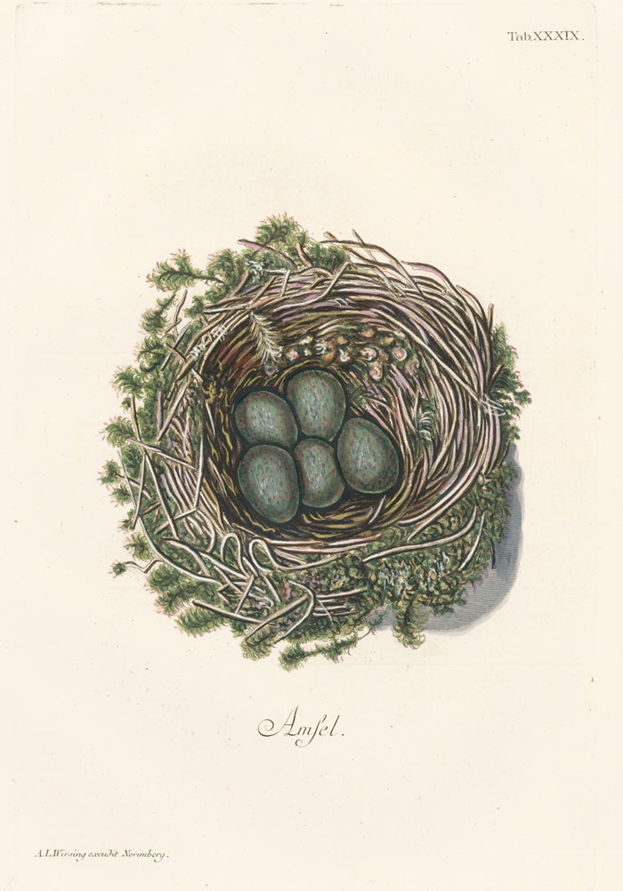Item nr. 158776 Tab. XXXIX: Amsel (Blackbird). Collection de Nids et d'Oeufs. Adam Ludwig Wirsing.