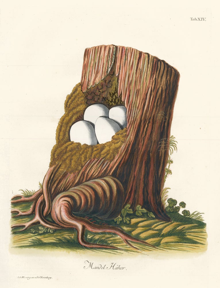 Item nr. 158777 Tab. XIV: Mandel Haher (Cuckoo). Collection de Nids et d'Oeufs. Adam Ludwig Wirsing.