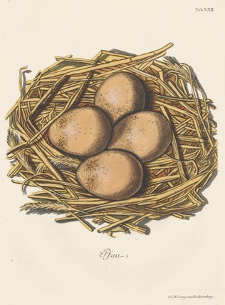 Item nr. 158778 Tab. XXII: Pfau (Peacock). Collection de Nids et d'Oeufs. Adam Ludwig Wirsing