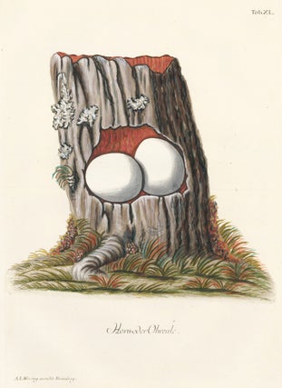 Item nr. 158784 Tab. XL: Horn-oder Ohreule (Horned Owl). Collection de Nids et d'Oeufs. Adam...