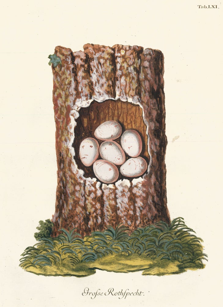 Item nr. 158786 Tab. LXI: Grosse Rothspecht (Great Red Woodpecker). Collection de Nids et d'Oeufs. Adam Ludwig Wirsing.