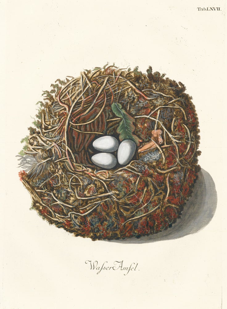 Item nr. 158789 Tab. LXVII: Wasser Amsel (White-throated Dipper). Collection de Nids et d'Oeufs. Adam Ludwig Wirsing.