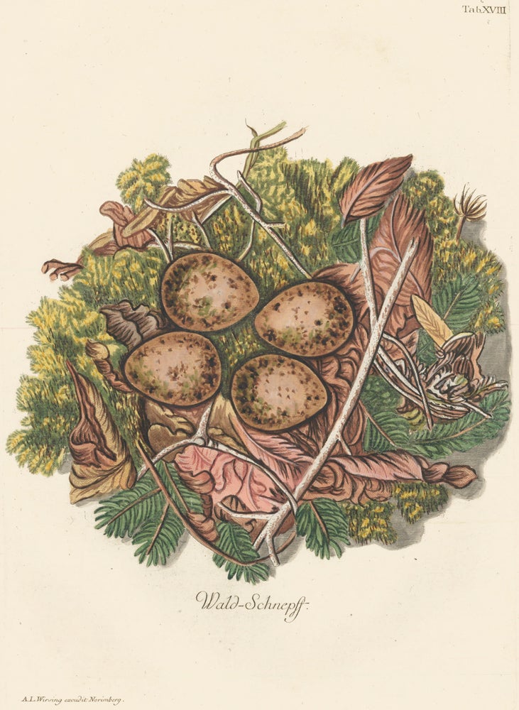 Item nr. 158791 Tab. XVIII: Wald-Schnepft (Woodcock). Collection de Nids et d'Oeufs. Adam Ludwig Wirsing.