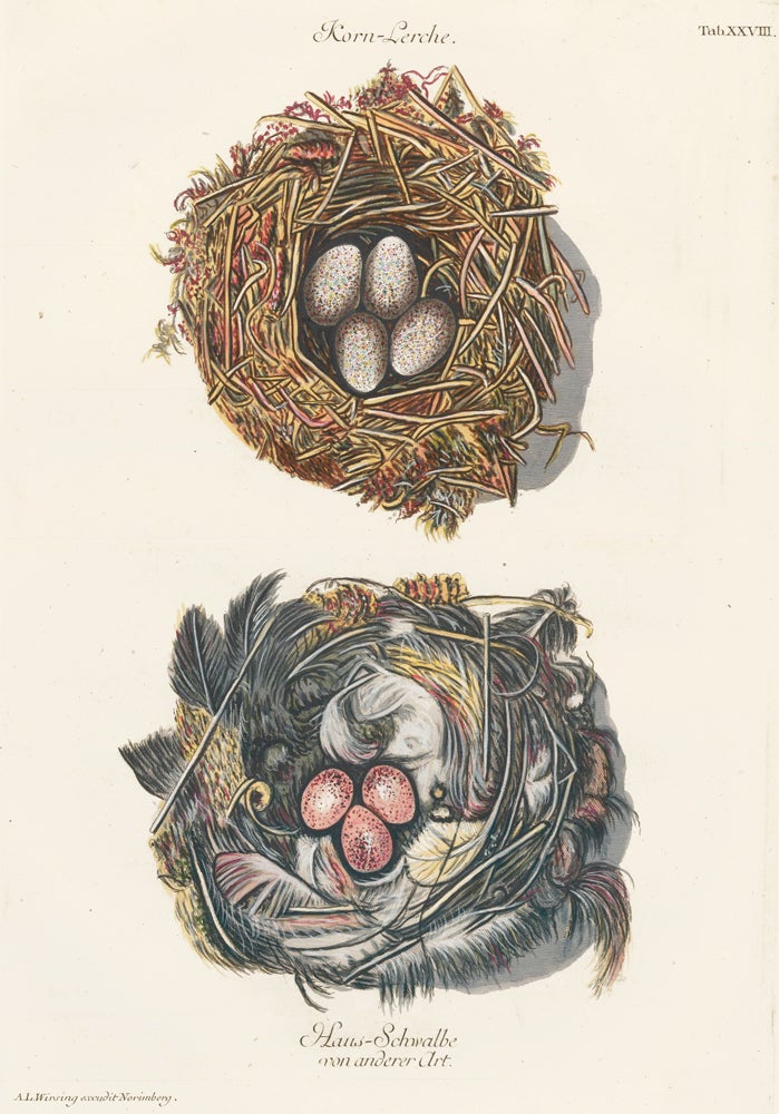 Item nr. 158792 Tab. XXVIII: Korn-Lerche (Lark) and Haus-Schwalbe (House Swallow). Collection de Nids et d'Oeufs. Adam Ludwig Wirsing.
