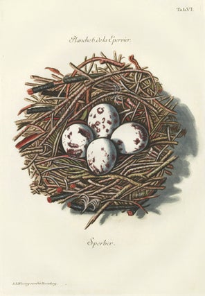 Item nr. 158794 Tab. VI: Sperber (Sparrowhawk). Collection de Nids et d'Oeufs. Adam Ludwig Wirsing