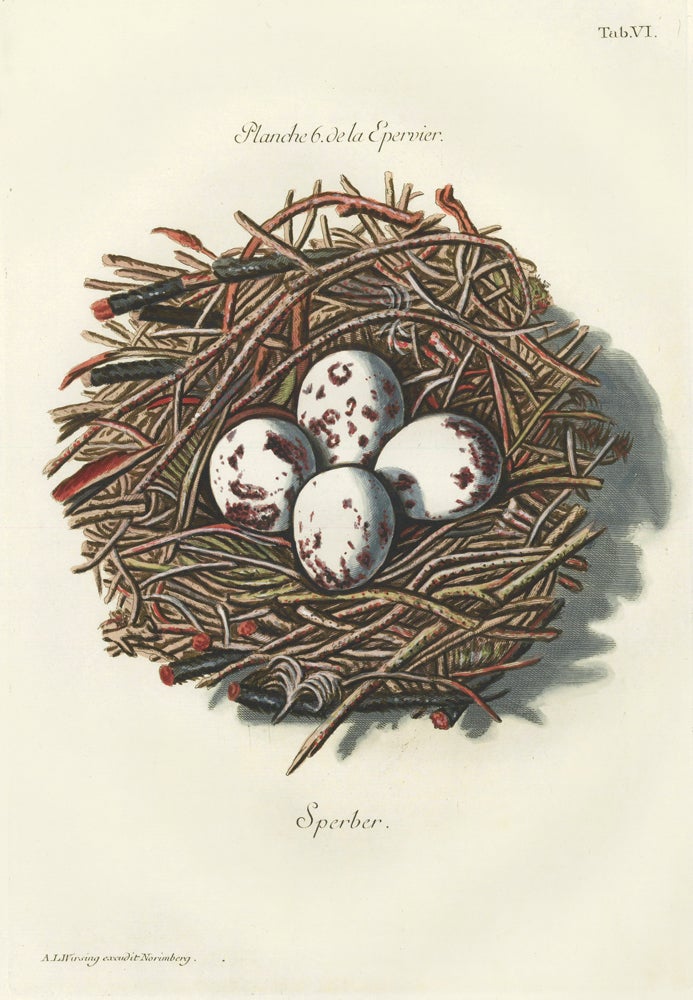 Item nr. 158794 Tab. VI: Sperber (Sparrowhawk). Collection de Nids et d'Oeufs. Adam Ludwig Wirsing.
