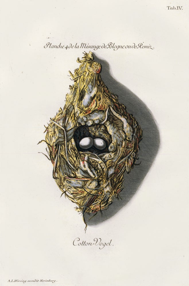 Item nr. 158802 Tab. IV: Cotton-Vogel (Cottonbird). Collection de Nids et d'Oeufs. Adam Ludwig Wirsing.