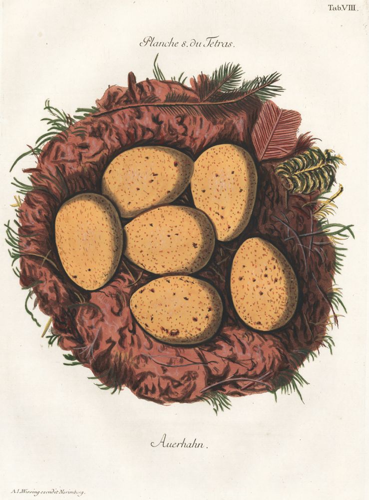 Item nr. 158805 Tab. VIII: Auerhahn (Wood Grouse). Collection de Nids et d'Oeufs. Adam Ludwig Wirsing.
