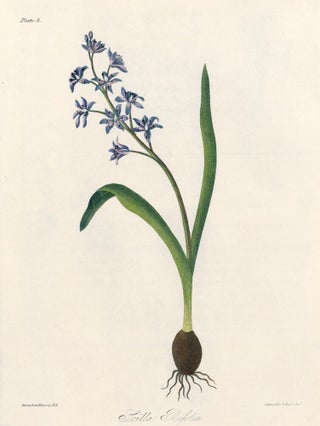 Item nr. 158825 Scilla Bifolia (Alpine Squill). Margaret Lace Roscoe