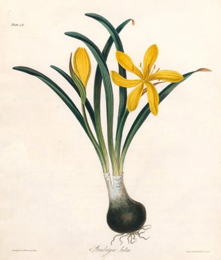 Item nr. 158826 Sternbergia Lutea (Lily-of-the-Field). Margaret Lace Roscoe