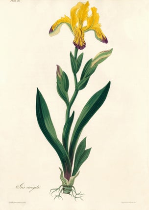 Item nr. 158827 Iris variegata (Hungarian Iris). Margaret Lace Roscoe