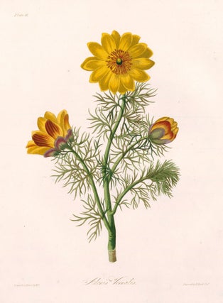 Item nr. 158828 Adonis Vernalis (Pheasant's Eye). Margaret Lace Roscoe