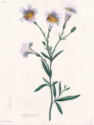Item nr. 158829 Salpiglossis Picta (Painted Tongue). Margaret Lace Roscoe