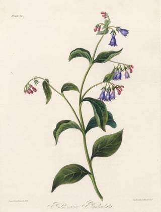 Item nr. 158831 Pulmonaria Paniculata (Tall Lungwort). Margaret Lace Roscoe