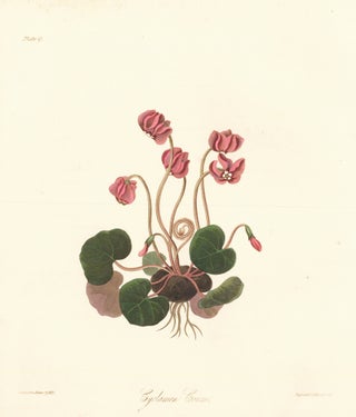 Item nr. 158832 Cyclamen Coum. Margaret Lace Roscoe