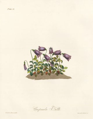 Item nr. 158833 Campanula Pulla (Bellflower). Margaret Lace Roscoe