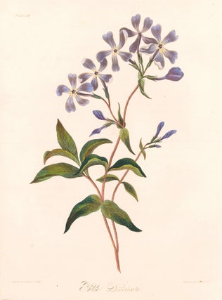 Item nr. 158834 Phlox Divaricata (Wild Blue Phlox). Margaret Lace Roscoe