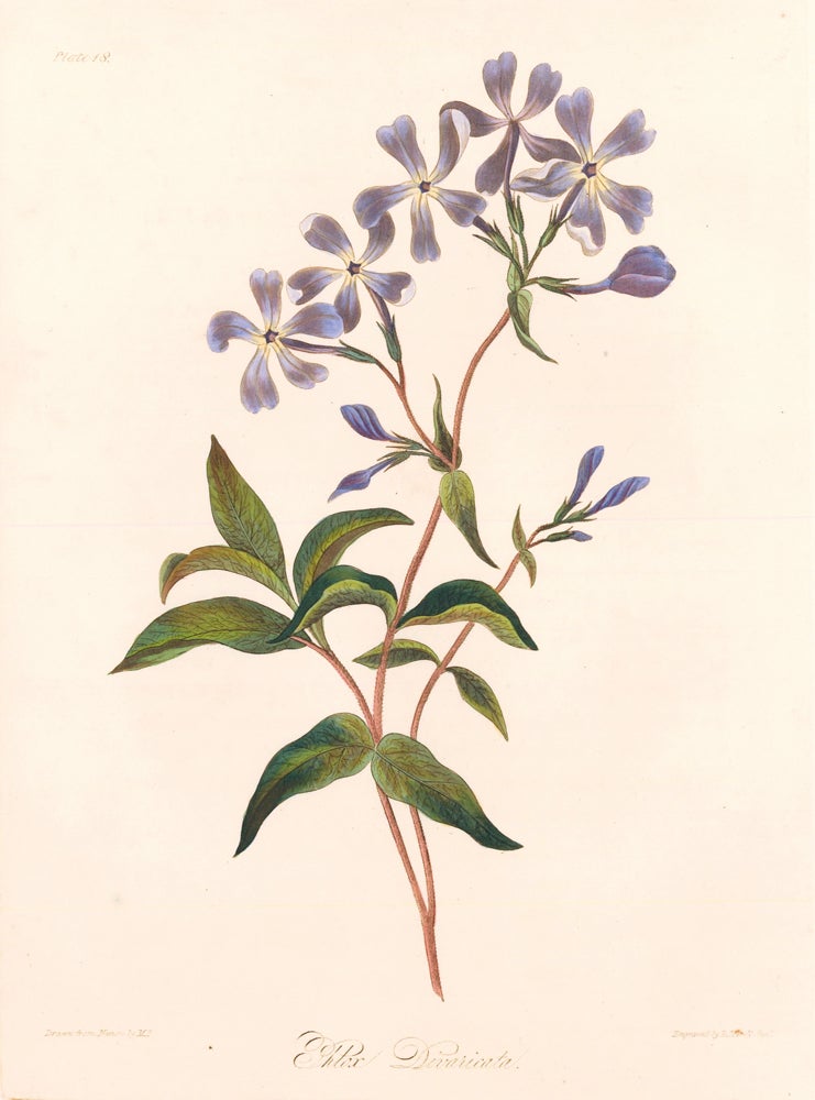 Item nr. 158834 Phlox Divaricata (Wild Blue Phlox). Margaret Lace Roscoe.