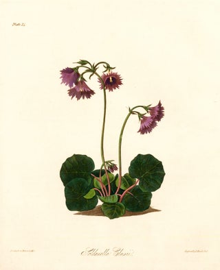 Item nr. 158835 Soldanella Clusii (Snowbell). Margaret Lace Roscoe
