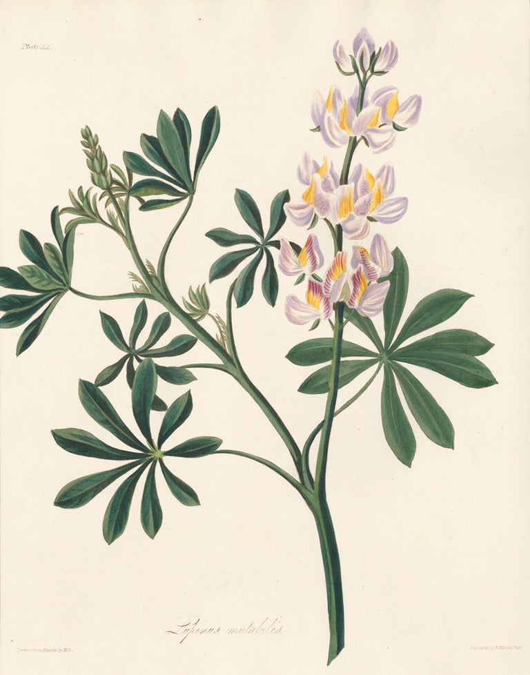 Item nr. 158836 Lupinus Mutabilis (Pearl Lupin). Margaret Lace Roscoe.