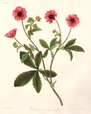 Item nr. 158837 Potentilla Nipalensis (Cinquefoil). Margaret Lace Roscoe