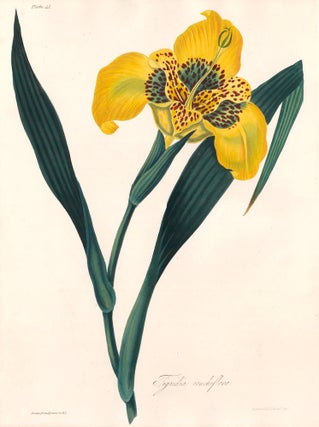 Item nr. 158839 Tigridia Conchiflora (Tiger Flower). Margaret Lace Roscoe
