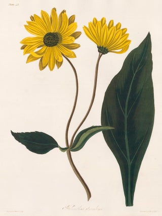 Item nr. 158843 Helianthus Atrorubens (Purpledisk Sunflower). Margaret Lace Roscoe