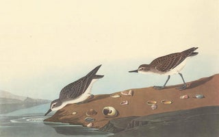 Item nr. 158847 Semipalmated Sandpiper. John James Audubon