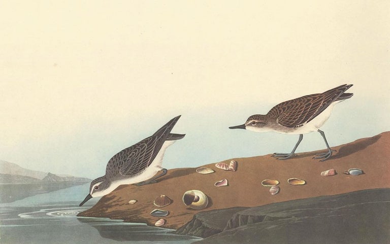 Item nr. 158847 Semipalmated Sandpiper. John James Audubon.