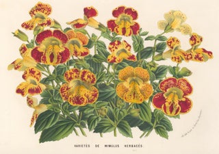 Item nr. 158852 Varietes de Mimulus Herbaces. Horto Van Houtteano. Louis Van Houtte