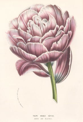 Item nr. 158854 Tulip Double Hative. Horto Van Houtteano. Louis Van Houtte